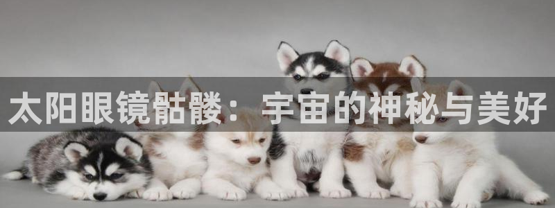 新宝5app手机下载